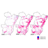 Patch Distribution of Large and Small Pastures in Mato Grosso and Para State During 1985-2020